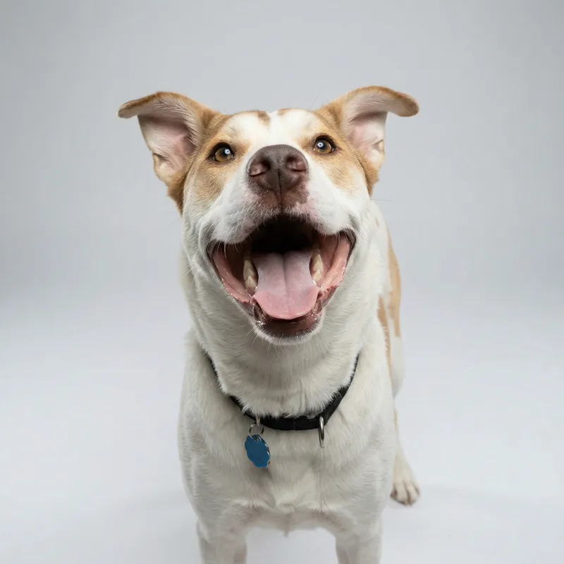 Charlie, a white dog
