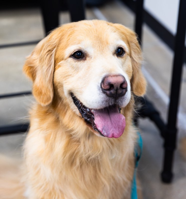 Happy golden retriever at Collars Dog Resort Olathe
